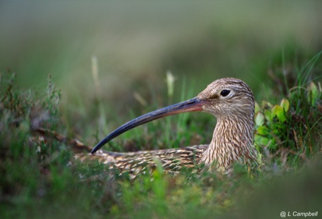 Langholm Moor curlew